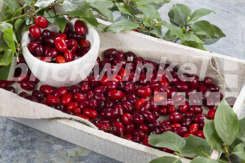 Kornelkirsche, Kornel-Kirsche, Herlitze (Cornus mas), gepflueckte Kornelkirschen , Deutschland<BR>cornelian cherry wood (Cornus mas), collected cornelian cherries, Germany - F. Hecker Kornelkirsche, Kornel-Kirsche, Herlitze (Cornus mas), gepflueckte Kornelkirschen , Deutschland<BR>cornelian cherry wood (Cornus mas), collected cornelian cherries, Germany - F. Hecker