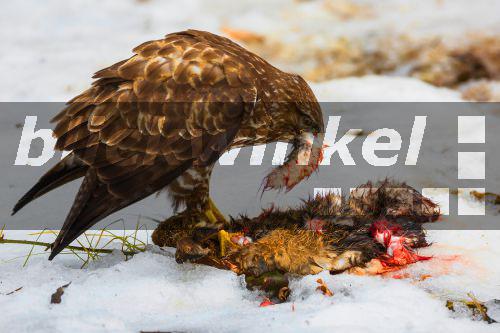 Maeusebussard, Maeuse-Bussard (Buteo buteo), frisst die Pfote eines Feldhasen im Schnee, Seitenansicht, Deutschland, Bayern, Niederbayern<BR>Eurasian buzzard (Buteo buteo), eating the paw of a hare in the snow, side view, Germany, Bavaria, Niederbayern, Lower Bavaria - R. Sturm Maeusebussard, Maeuse-Bussard (Buteo buteo), frisst die Pfote eines Feldhasen im Schnee, Seitenansicht, Deutschland, Bayern, Niederbayern<BR>Eurasian buzzard (Buteo buteo), eating the paw of a hare in the snow, side view, Germany, Bavaria, Niederbayern, Lower Bavaria - R. Sturm