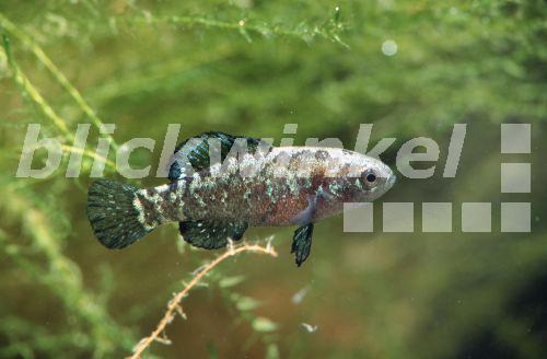 blickwinkel Zwergschwarzbarsch, ZwergSchwarzbarsch (Elassoma