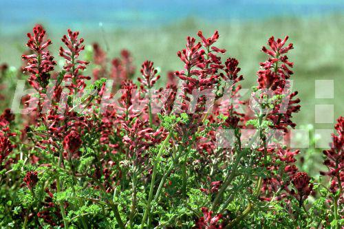 blickwinkel Gemeiner Erdrauch, Gewoehnlicher Erdrauch (Fumaria