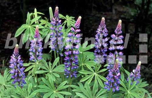 blickwinkel StaudenLupine, Staudenlupine, Vielblaettrige Lupine
