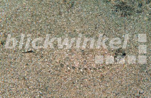 blickwinkel Lammzunge (?) (Arnoglossus laterna (?)), Spanien,