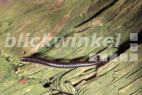 blickwinkel - Schwarzer Tausendfuesser, Schwarzer Schnurfuesser