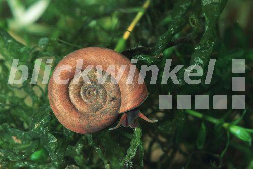 blickwinkel Gemeine Tellerschnecke, Flache Tellerschnecke (Planorbis