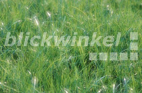 blickwinkel Gras mit Tautropfen, Deutschland grass with dewdrops