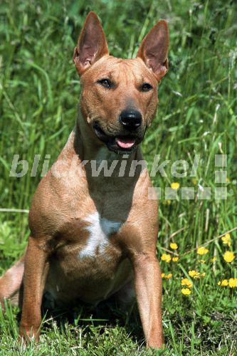 rhodesian ridgeback bull terrier mix