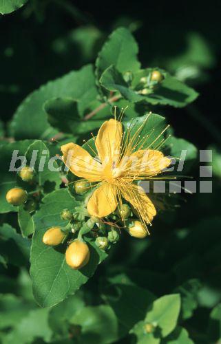 blickwinkel Bocksjohanniskraut, BocksJohanniskraut (Hypericum