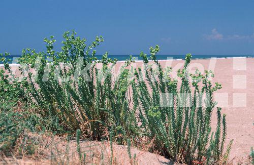blickwinkel StrandWolfsmilch, Strandwolfsmilch, DuenenWolfsmilch