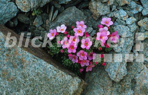 blickwinkel - Gletschermannsschild, Gletscher-Mannsschild, Alpen