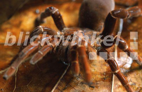 blickwinkel - Kenia Riesenvogelspinne, Kenia Riesen-Vogelspinne