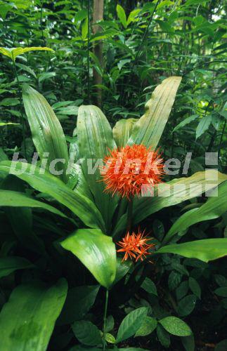 blickwinkel Blutblume (Haemanthus katherinae, Scadoxus multiflorus
