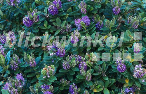 blickwinkel StrauchVeronica, Strauchveronica (Hebe x andersonii