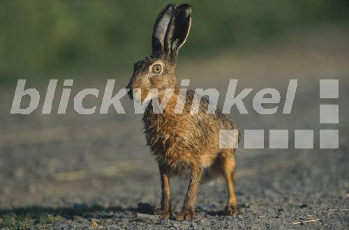 blickwinkel Europaeischer Hase, Europaeischer Feldhase