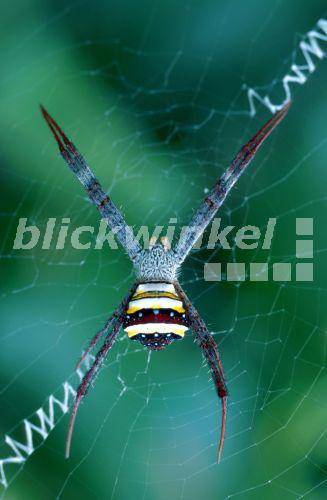 Blickwinkel Wespenspinne Wespen Spinne Argiope Pulchella