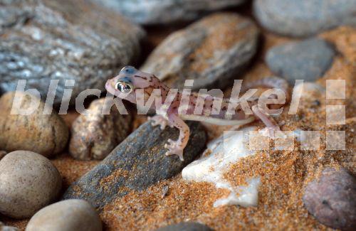 Schwimmfussgecko, Schwimm-Fuss-Gecko (Palmatogecko vanzyli, Kaokogecko vanzyli)<BR>Kaoko web-footes gecko (Palmatogecko vanzyli, Kaokogecko vanzyli) - R. Koenig Schwimmfussgecko, Schwimm-Fuss-Gecko (Palmatogecko vanzyli, Kaokogecko vanzyli)<BR>Kaoko web-footes gecko (Palmatogecko vanzyli, Kaokogecko vanzyli) - R. Koenig