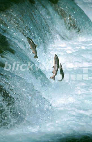 blickwinkel - Atlantischer Lachs, Salm, Lachs (Salmo salar), springend ...