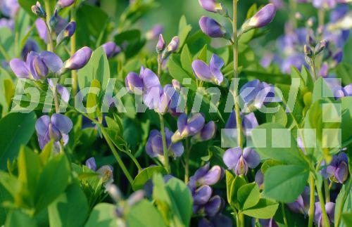blickwinkel - Blaue Faerberhuelse, Indigolupine (Baptisia australis