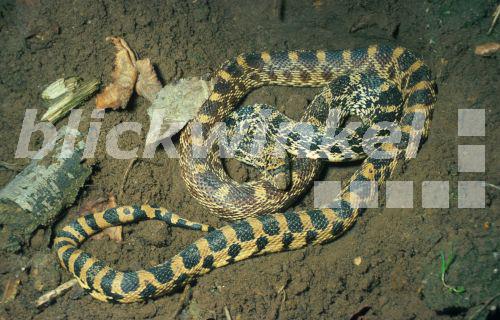 blickwinkel Kiefernnatter (Pituophis melanoleucus) pine snake