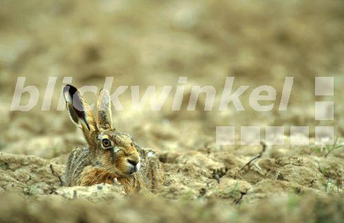 Malvorlage frontalansicht hase Idea