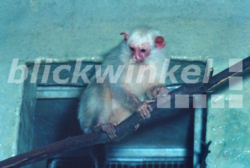 blickwinkel Silberaeffchen (Callithrix argentata), in Gefangenschaft