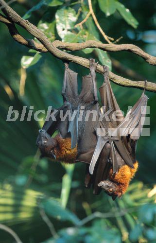 blickwinkel - Kalong, Flughund, Riesen-Flugfuchs, Riesenflugfuchs ...
