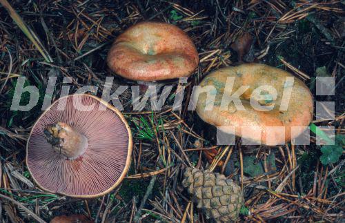 Weinroter Kiefern-Reizker, Weinroter Kiefernreizker, Blut-Reizker, Blutreizker (Lactarius sanguifluus), Deutschland, Eifel<BR>milkcap (Lactarius sanguifluus), Germany, Eifel - E. Kajan Weinroter Kiefern-Reizker, Weinroter Kiefernreizker, Blut-Reizker, Blutreizker (Lactarius sanguifluus), Deutschland, Eifel<BR>milkcap (Lactarius sanguifluus), Germany, Eifel - E. Kajan