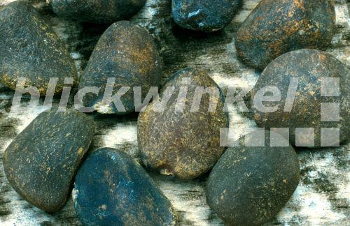 blickwinkel - Ignatzbohne, Ignatzbrechnuss, Ignatz-Brechnuss ...