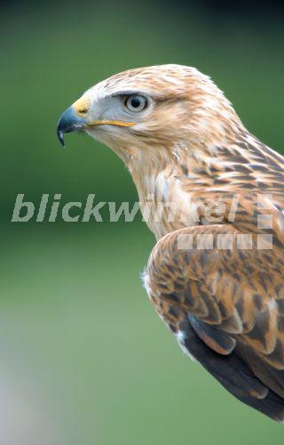 blickwinkel Adlerbussard (Buteo rufinus), Portraet seitlich long