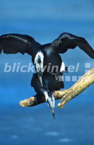 Blickwinkel Kormoran Phalacrocorax Carbo Paarung Deutschland Great Cormorant Phalacrocorax Carbo Couple Mating Germany C Huetter