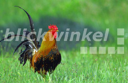 Rooster Deutsch Rooster Deutsch