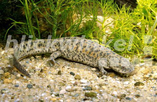 Blickwinkel Spanischer Rippenmolch Spanischer Rippen Molch Pleurodeles Waltl Unterwasser Vor Wasserhahnenfuss Spanien Andalusien Donana Np Sharp Ribbed Salamander Sharp Ribbed Newt Spanish Ribbed Newt Iberian Ribbed Newt Pleurodeles