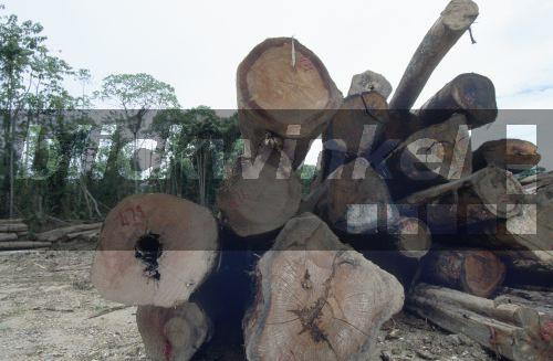 blickwinkel - Abholzung des Regenwalds, Stapel Baumstaemme auf