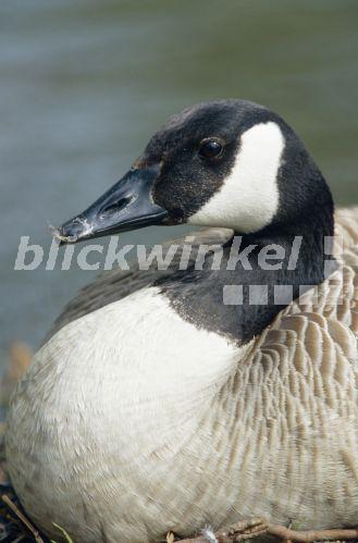 blickwinkel - Kanadagans (Branta canadensis), Portraet ...