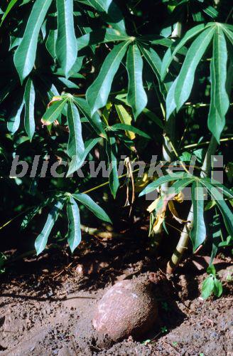 blickwinkel - Maniok, Kassave, Kassava, Tapioka (Manihot ...