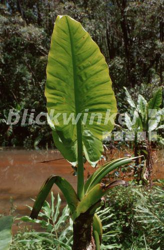 blickwinkel Tania, Tannia (Xanthosoma sagittifolium), Ausschnitt
