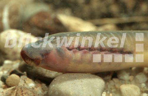blickwinkel - Ukrainisches Bachneunauge (Eudontomyzon mariae), Portraet, Oesterreich - Ukrainian ...