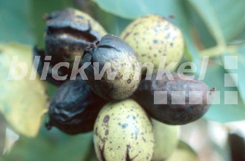FrГјchte Mit R FrГјchte Mit R