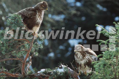 blickwinkel Maeusebussard (Buteo buteo), Paar sitzt auf