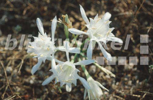 Graines De Pancratium Canariense (Lis Des Canaries) - 10 Graines - Plante Bulbeuse à Fleurs Blanches Parfumées (Floraison Sept-Nov)