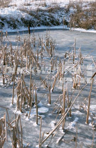 blickwinkel Breitblaettriger Rohrkolben (Typha latifolia