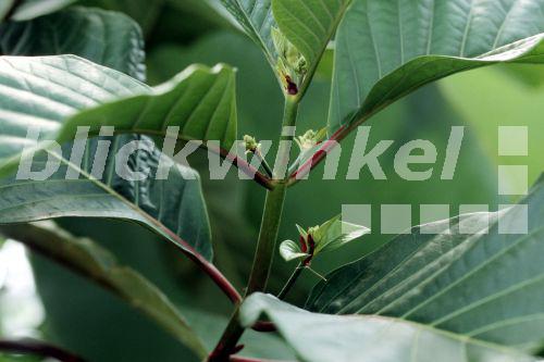 blickwinkel Roter Chinarindenbaum, Roter ChinarindenBaum, Rote