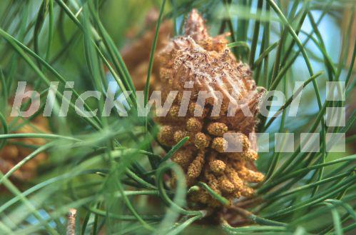 blickwinkel - Strandkiefer, Strand-Kiefer (Pinus pinaster), maennliche ...
