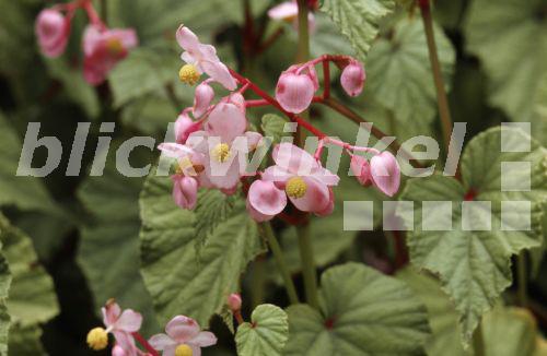 blickwinkel Japanisches Schiefblatt, Staudenbegonie (Begonia grandis
