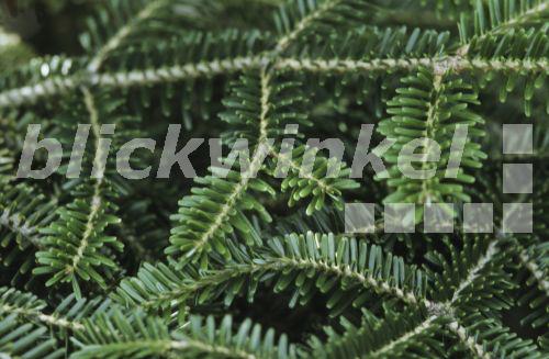 blickwinkel NebrodiTanne, Nebroditanne, Nebrodentanne, Sizilianische