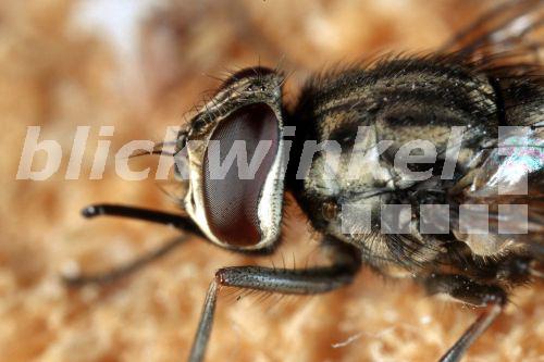 blickwinkel - Stechfliege, Wadenstecher (Stomoxys calcitrans