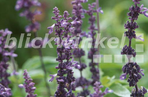 blickwinkel Mehlsalbei, MehlSalbei (Salvia farinacea 'Victoria