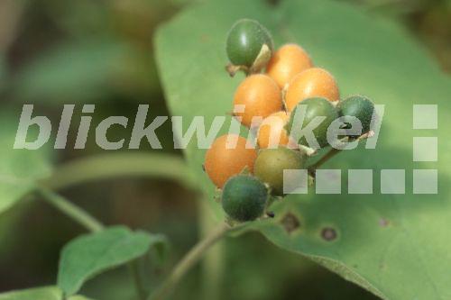 blickwinkel - Zwergbaumtomate, Zwerg-Baumtomate, Zwergtamarillo, Zwerg ...