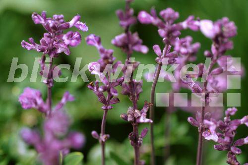 blickwinkel Mehlsalbei, MehlSalbei (Salvia farinacea 'Victoria