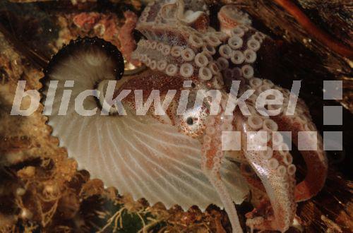 blickwinkel - Papierboot (Argonauta argo), am Meeresgrund - greater