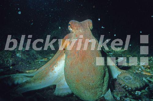 Blickwinkel Gemeiner Krake Gemeiner Octopus Polyp Gewoehnlicher 